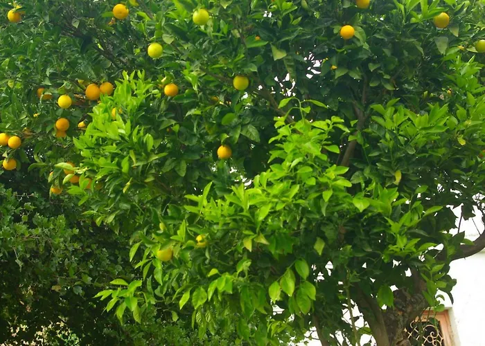 Green Oasis 3 公寓 *