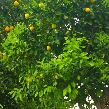 Green Oasis 3 Apartment *